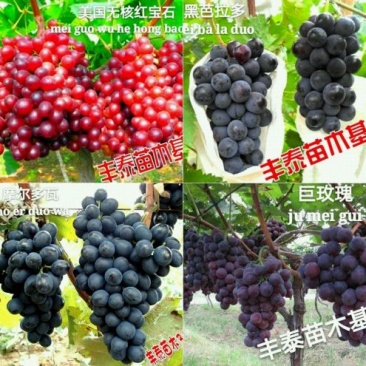 妮娜皇后葡萄苗山东葡萄苗基地，保证纯度质量