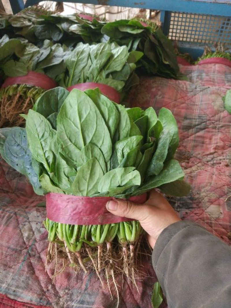 大叶菠菜25~30厘米质量优质根粗叶片大
