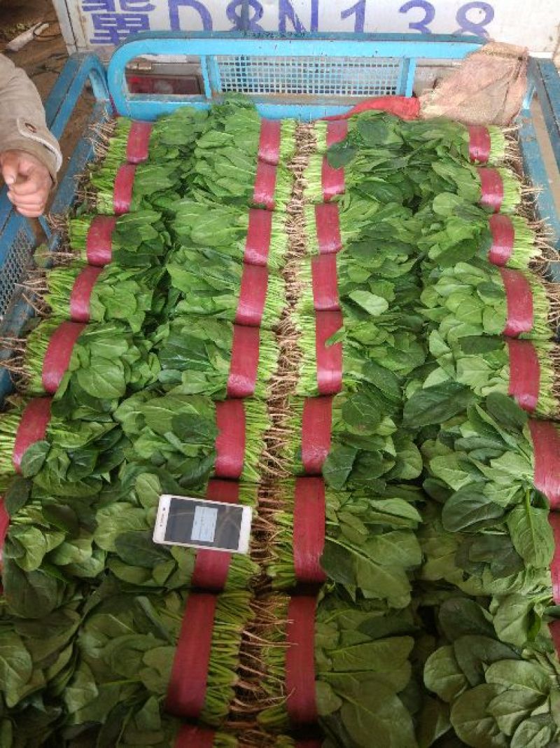 大叶菠菜25~30厘米质量优质根粗叶片大
