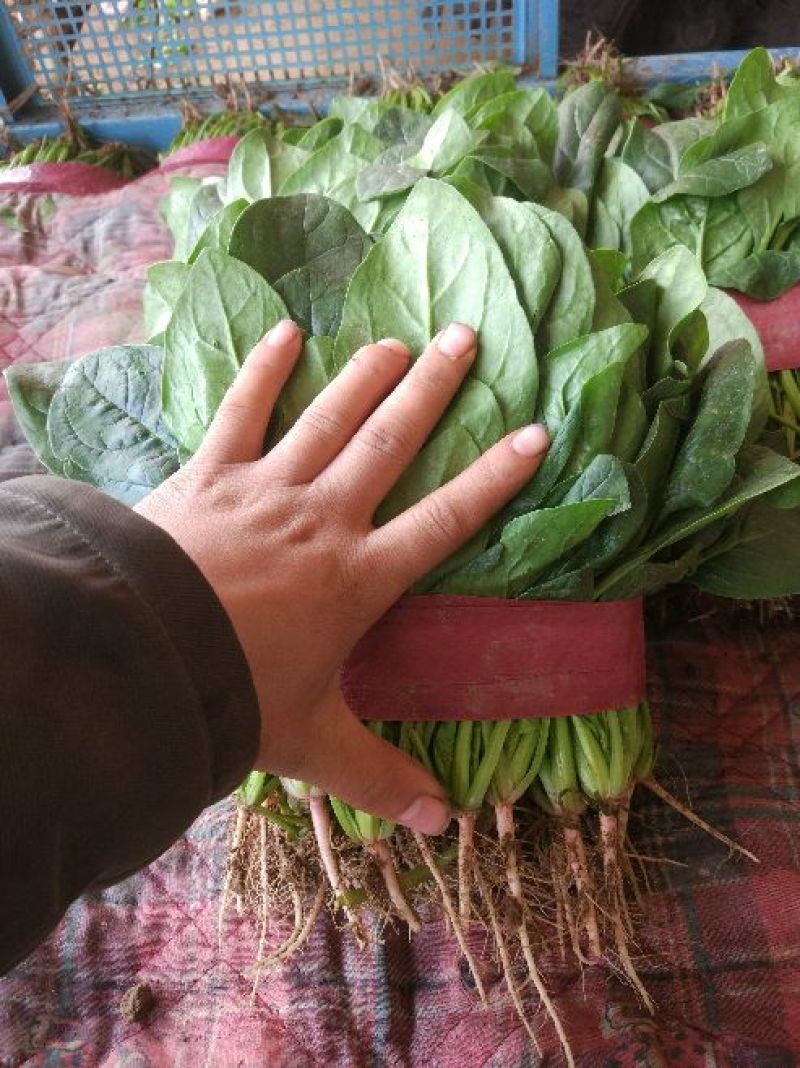 大叶菠菜25~30厘米质量优质根粗叶片大