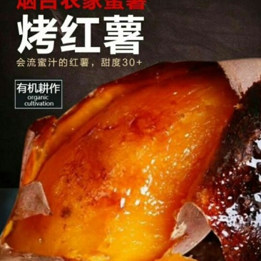 烟薯25二两以上商品薯红心