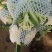 白面青梗松花菜，2~3斤散花，乳白，小米粒，