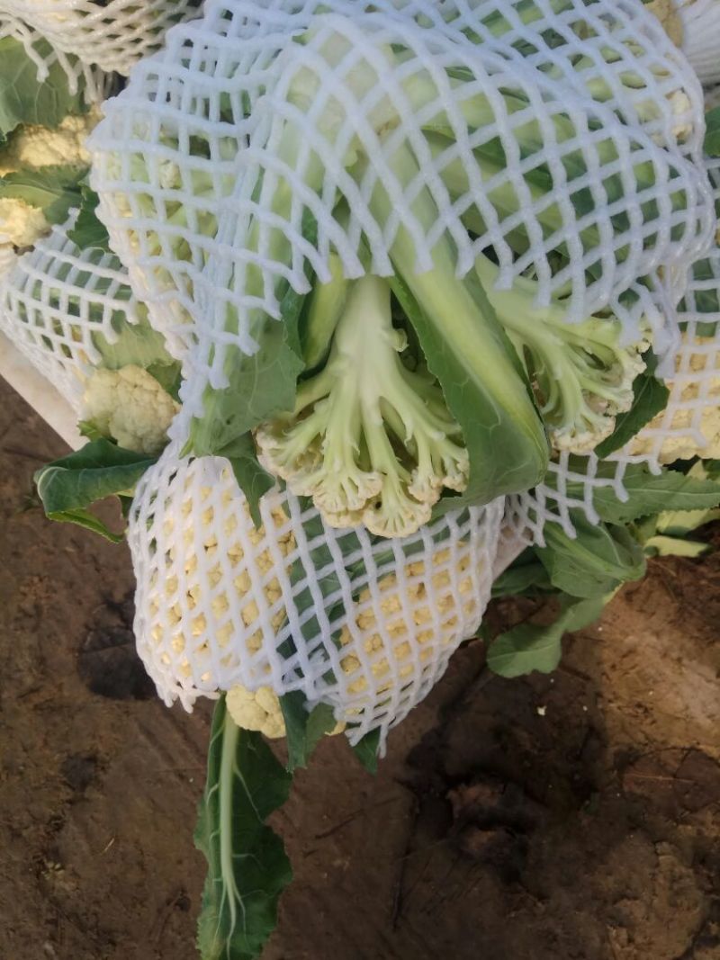白面青梗松花菜，2~3斤散花，乳白，小米粒，
