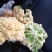 白面青梗松花菜，2~3斤散花，乳白，小米粒，