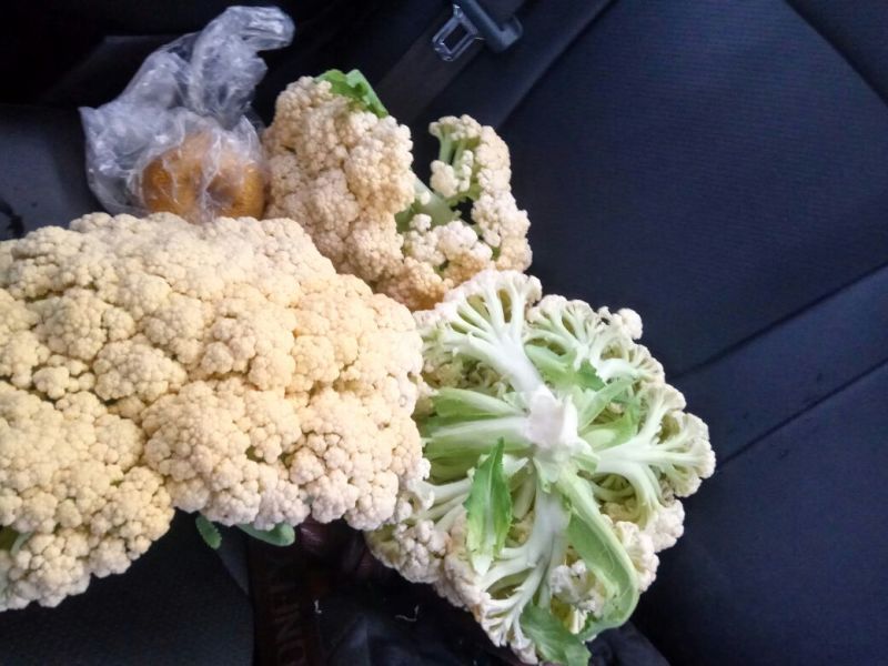 白面青梗松花菜，2~3斤散花，乳白，小米粒，