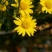 野菊花散装