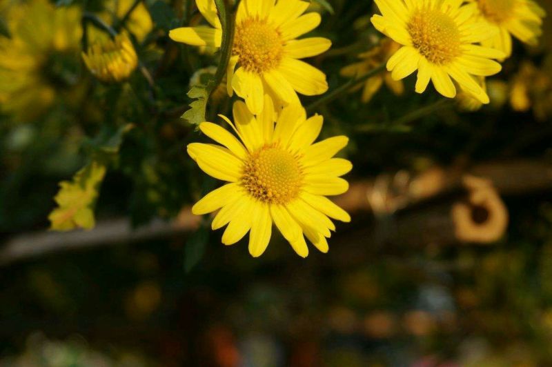野菊花散装