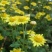 野菊花散装