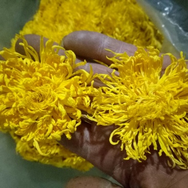 金丝皇菊茶一级