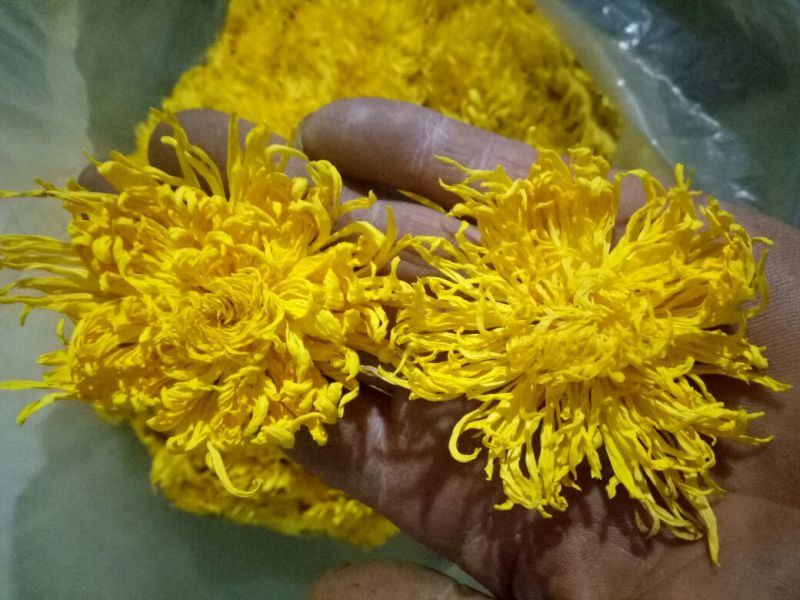 金丝皇菊茶一级
