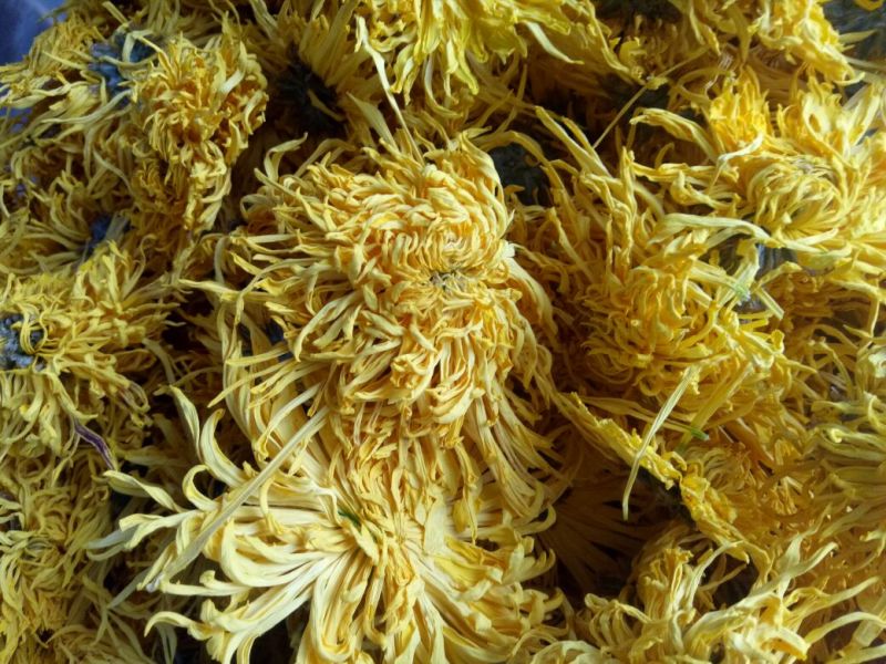 金丝皇菊茶一级