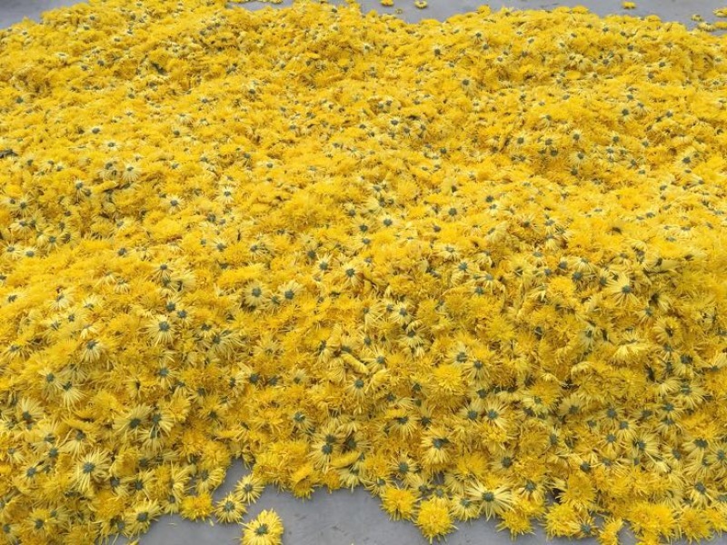 金丝皇菊茶二级