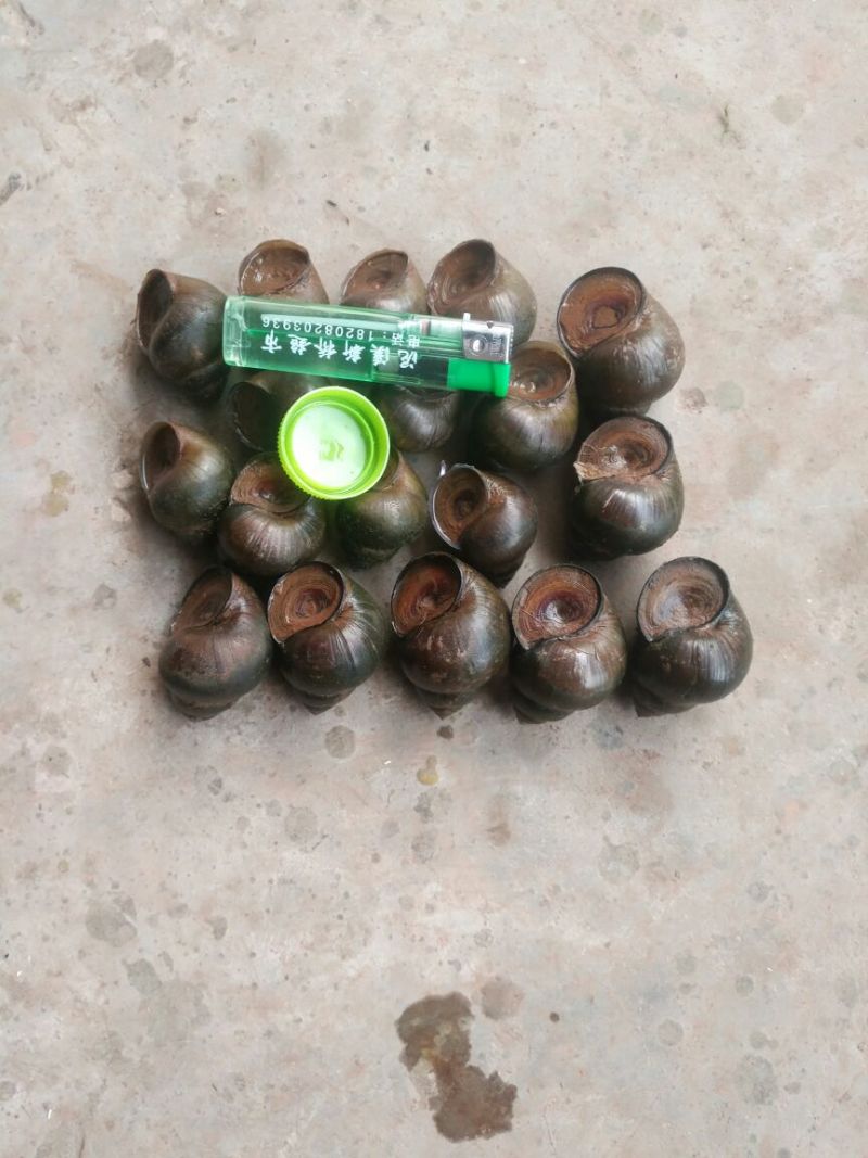 中华圆田螺食用鲜活