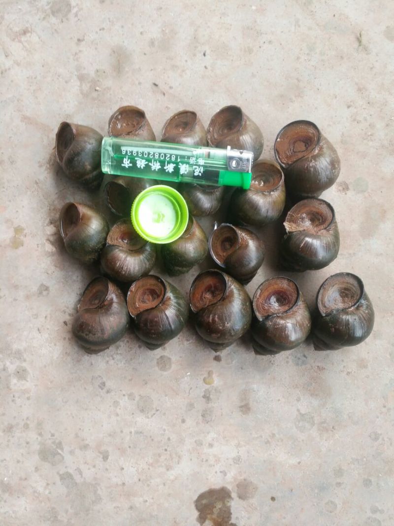 中华圆田螺食用鲜活