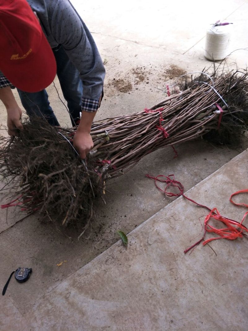 阳丰甜柿子树苗假一赔十口感好产量高脆甜摘下即吃
