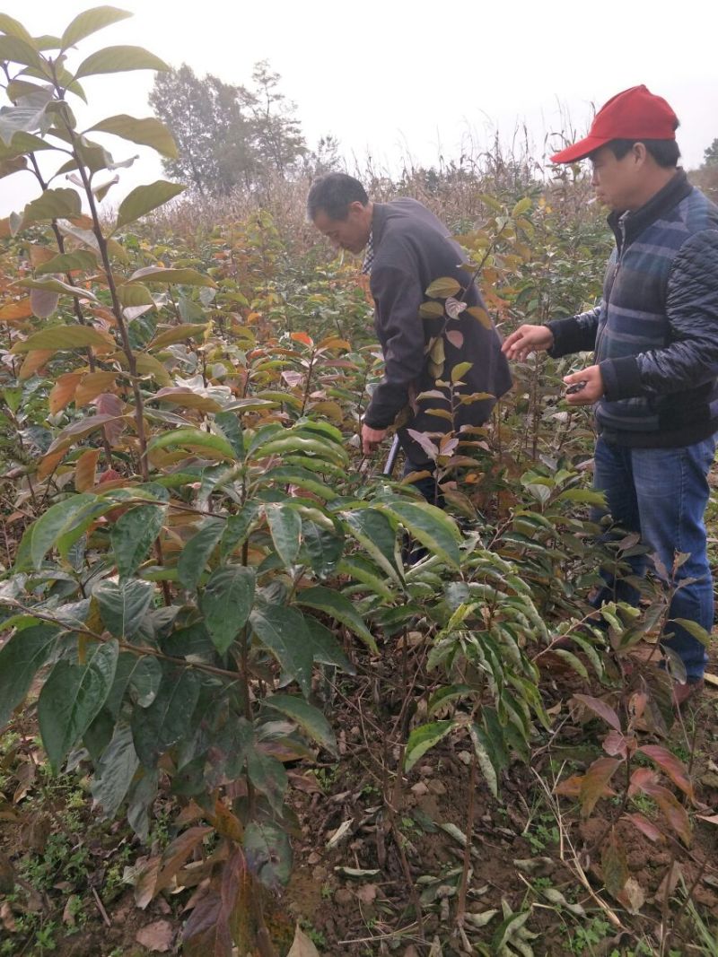 阳丰甜柿子树苗假一赔十口感好产量高脆甜摘下即吃