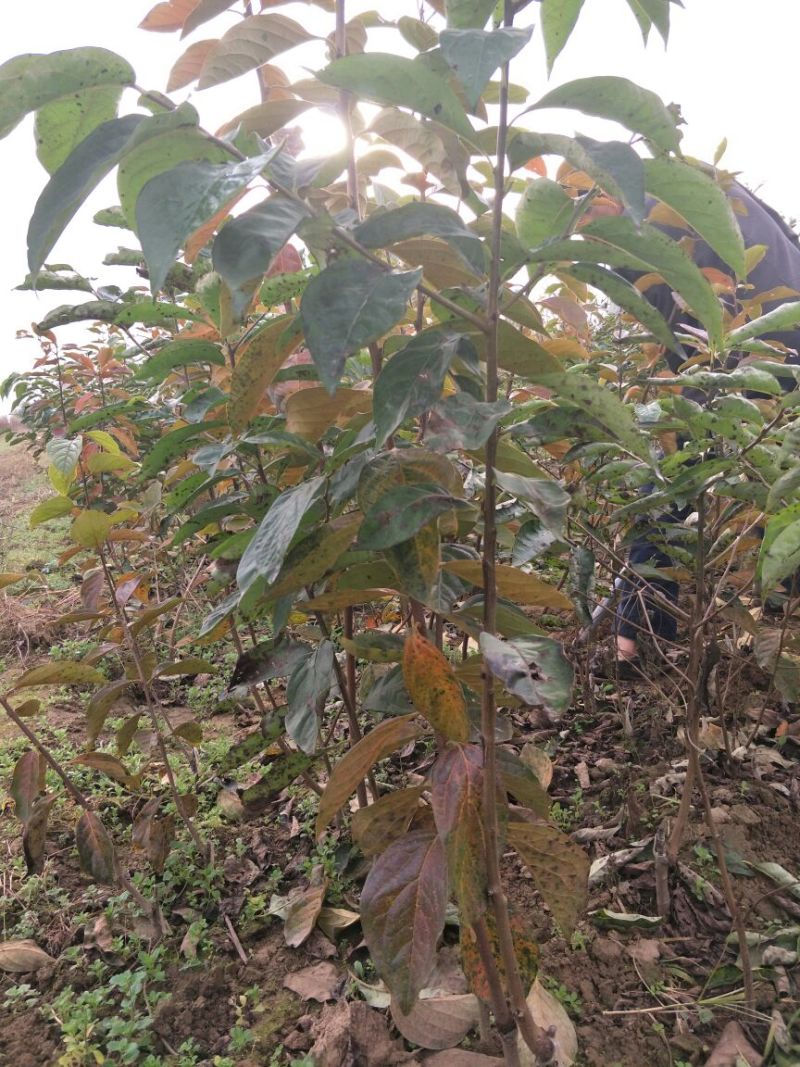 阳丰甜柿子树苗假一赔十口感好产量高脆甜摘下即吃