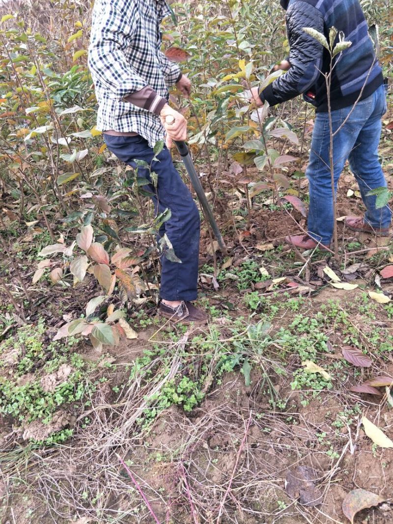 阳丰甜柿子树苗假一赔十口感好产量高脆甜摘下即吃