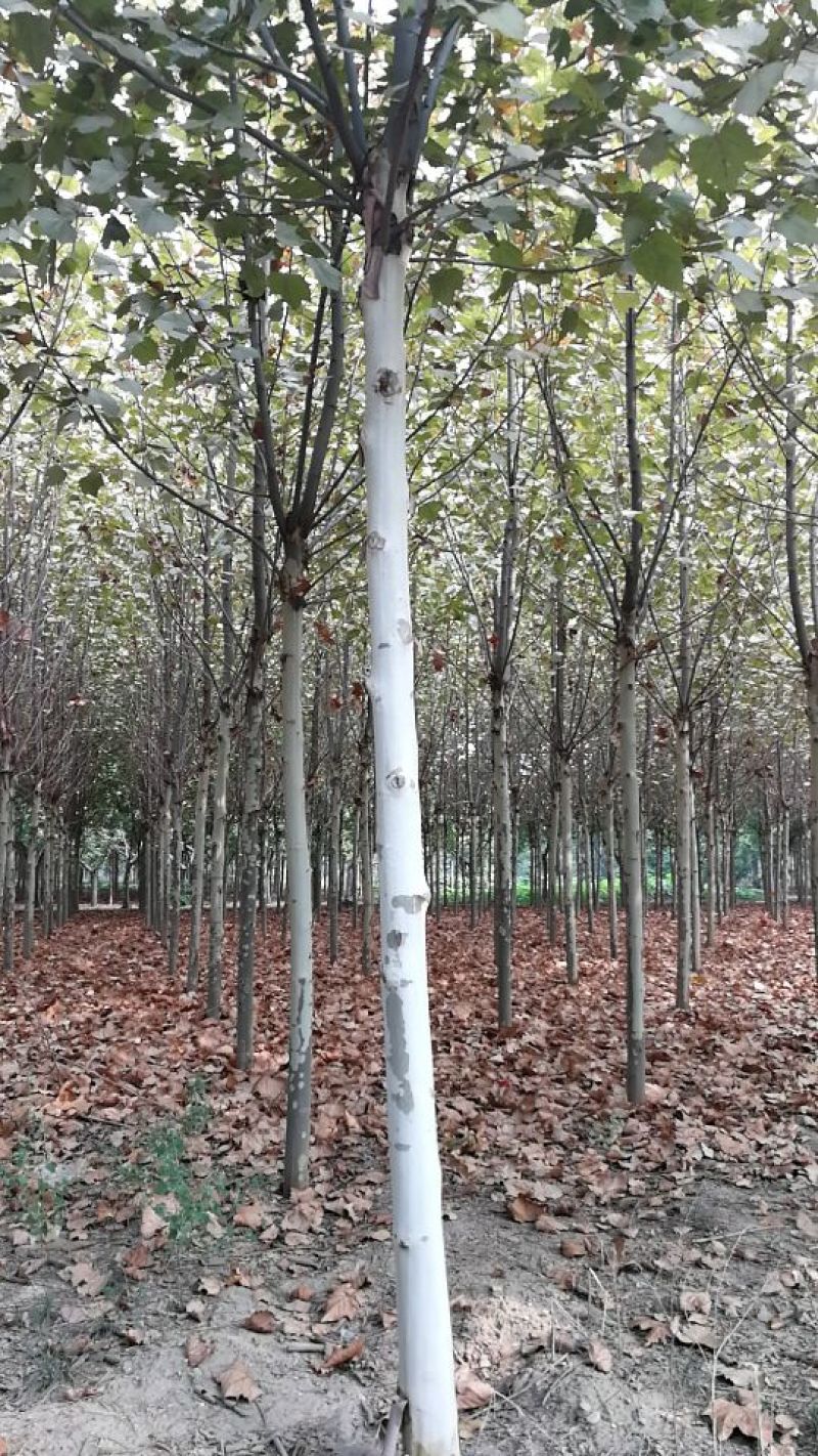 白榆10~12cm4~6cm4m以上