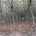 白榆10~12cm4~6cm4m以上