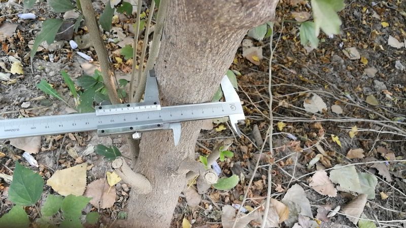 白榆10~12cm4~6cm4m以上