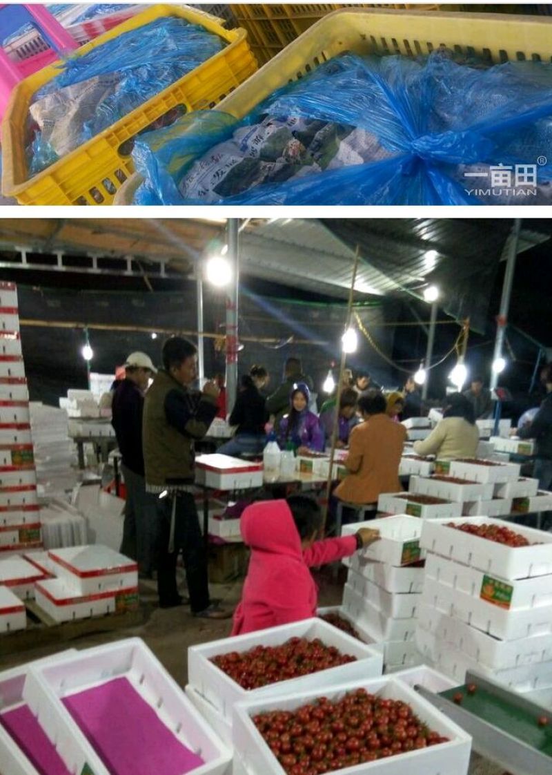 千禧圣女果10克以上，小88玲珑