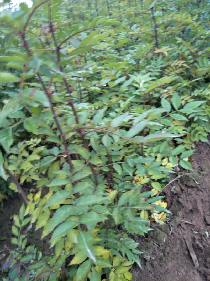 花椒苗1~2年