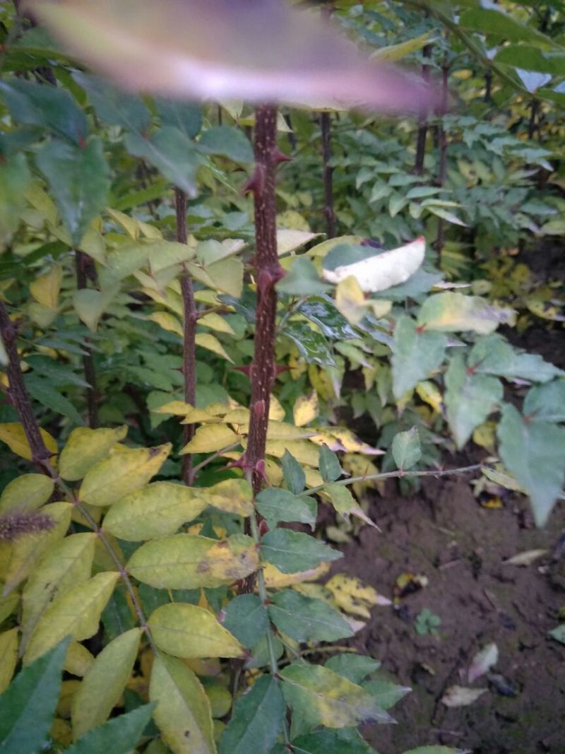 花椒苗1~2年