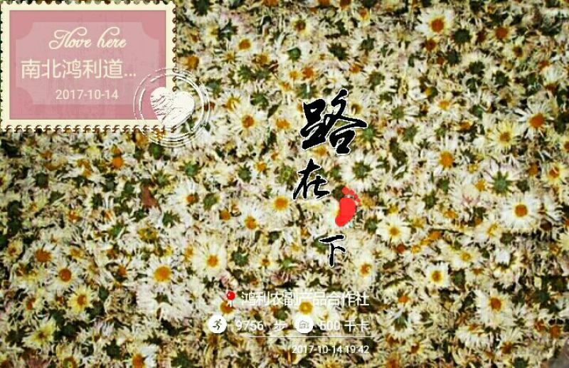 药用菊花散装