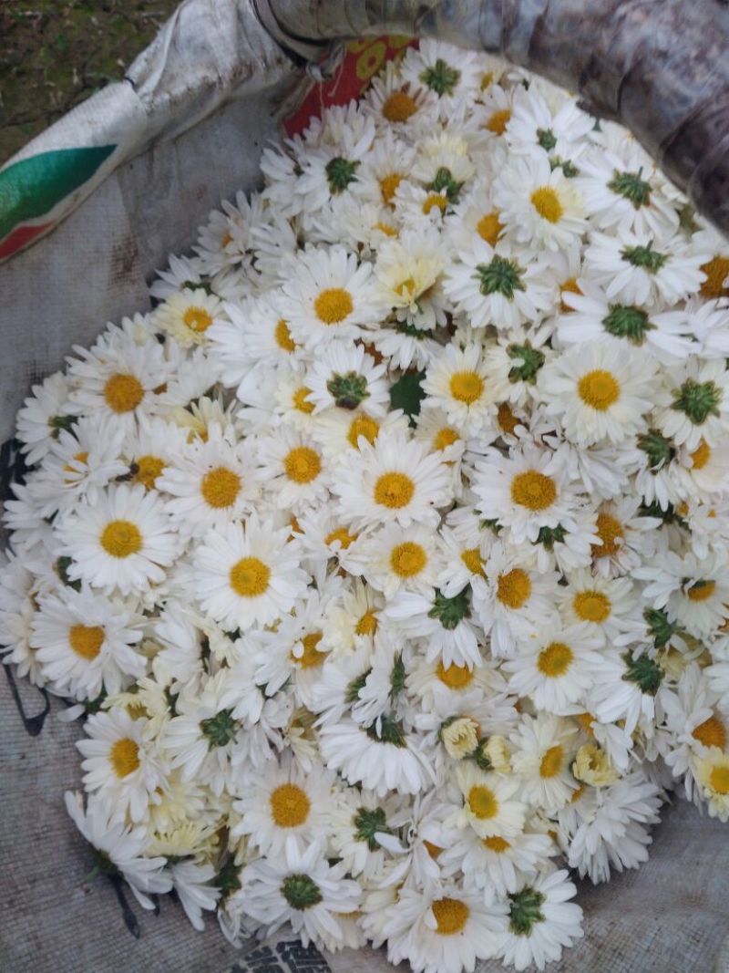 药用菊花散装