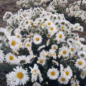 药用菊花散装