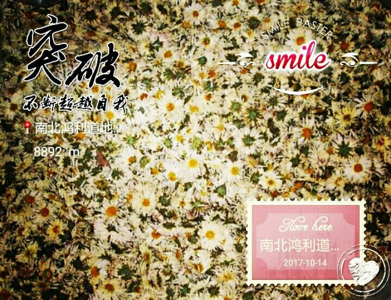 药用菊花散装