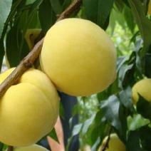 纯正黄金密4号桃树苗品种纯成活率高80cm以上
