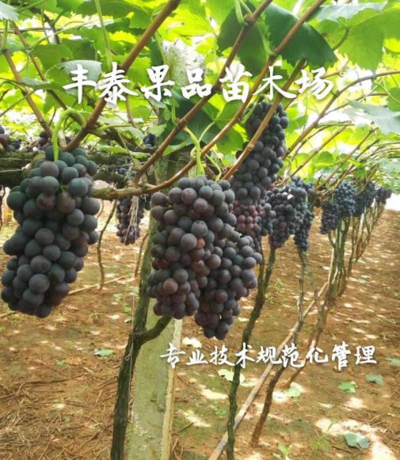 夏黑葡萄苗夏黑苗无核夏黑葡萄苗无核葡萄苗质壮苗纯
