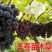 夏黑葡萄苗夏黑苗无核夏黑葡萄苗无核葡萄苗质壮苗纯