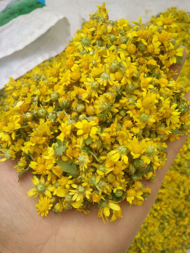 野菊花散装