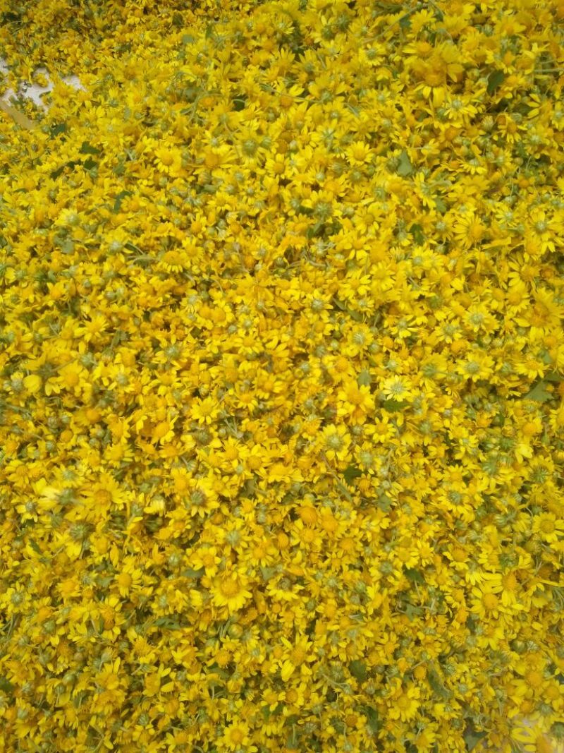 野菊花散装