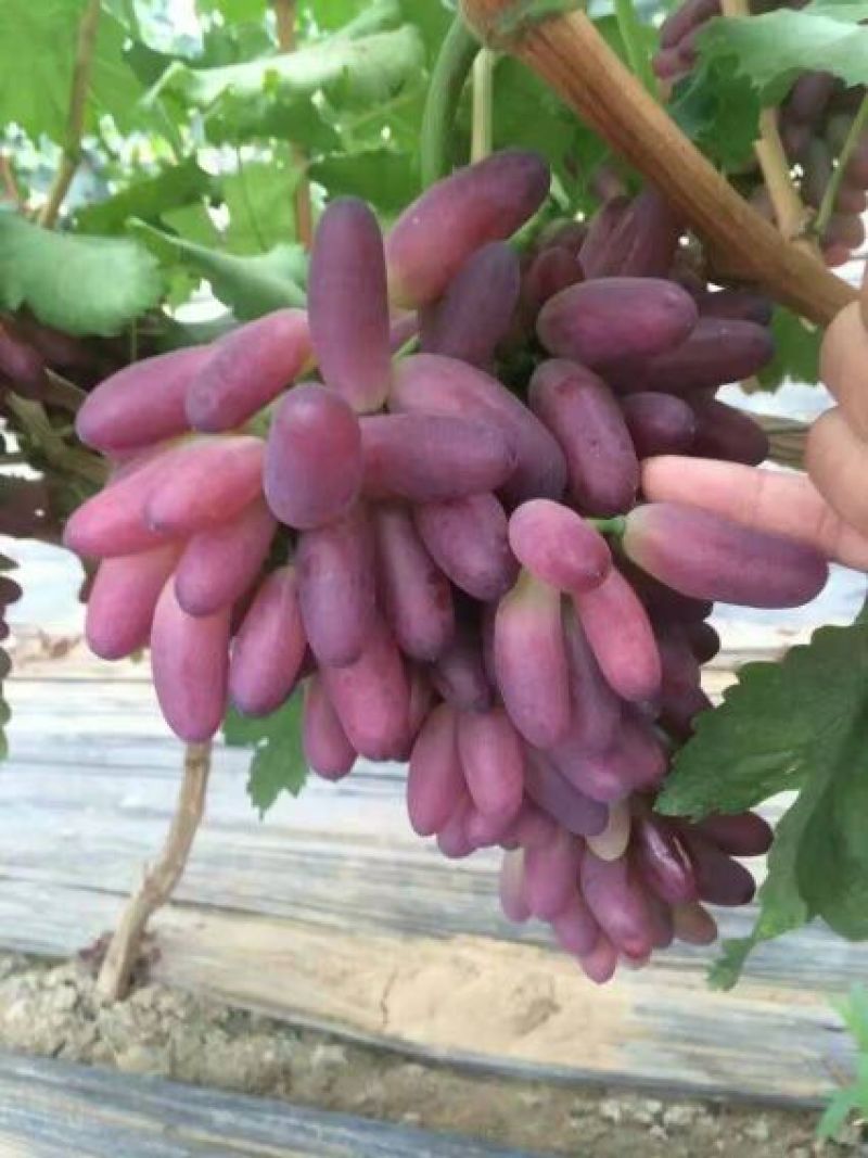 盆栽葡萄30~50cm