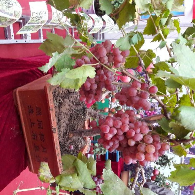 盆栽葡萄30~50cm
