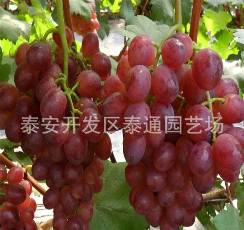盆栽葡萄30~50cm