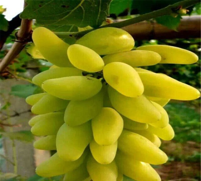 盆栽葡萄30~50cm