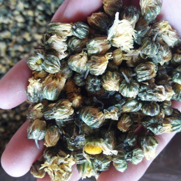 菊花茶一级