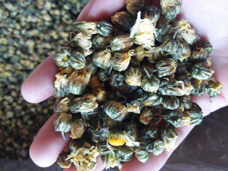 菊花茶一级