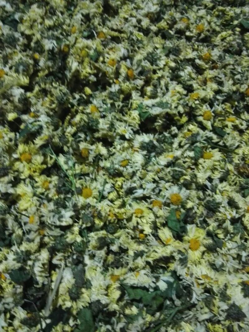 菊花茶一级