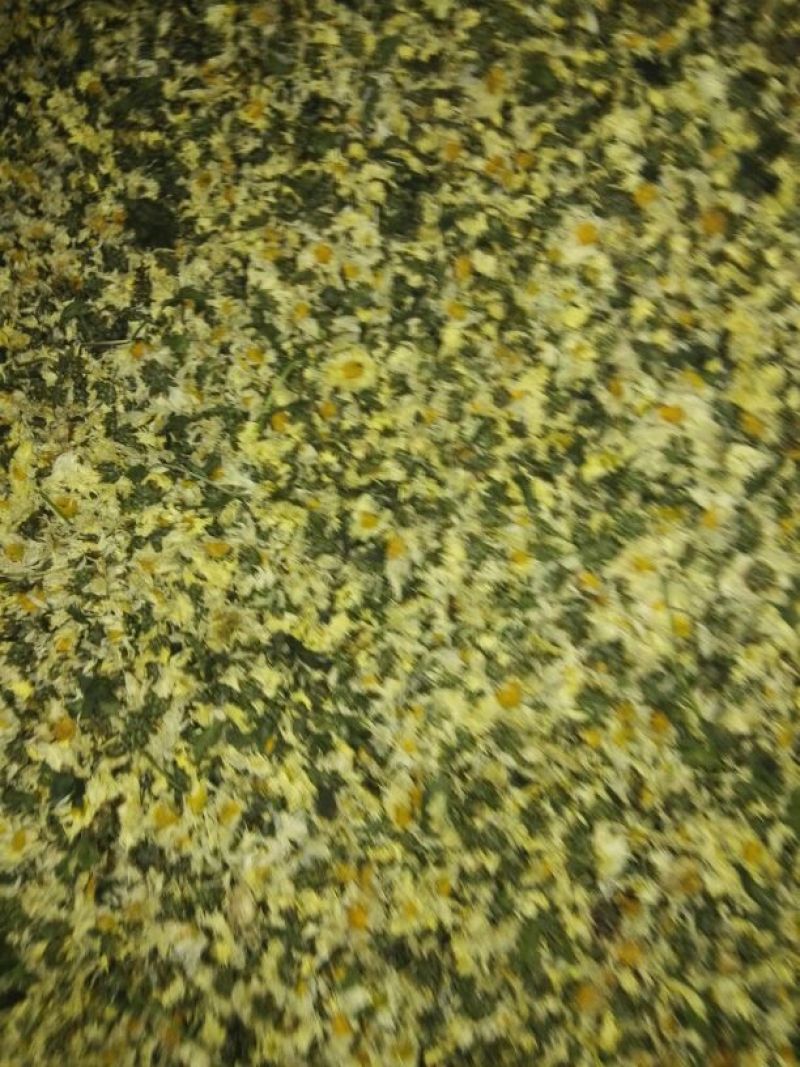 菊花茶一级