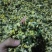 菊花茶一级