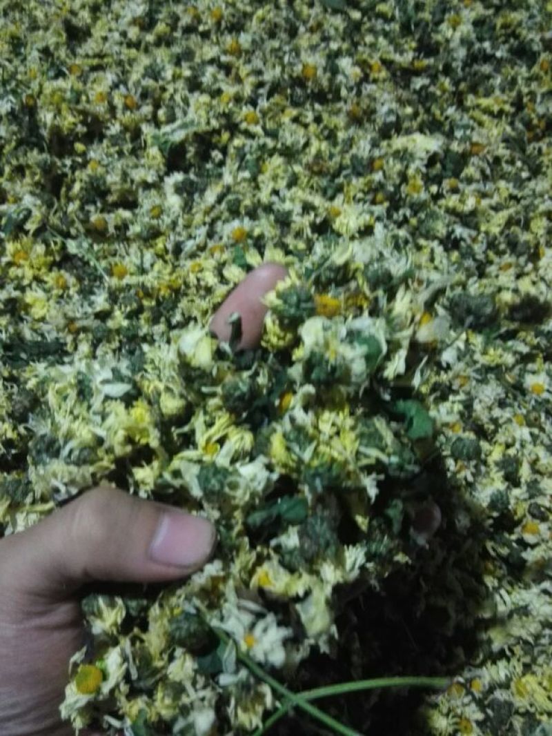 菊花茶一级