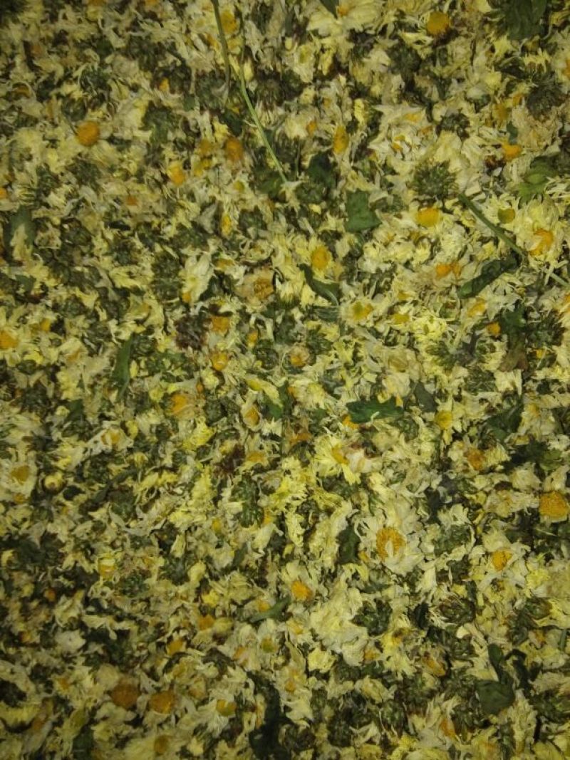 菊花茶一级