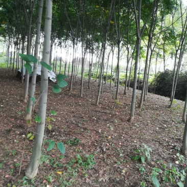 黄山栾树8~10cm8~10cm4米以上