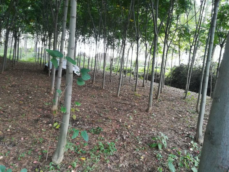 黄山栾树8~10cm8~10cm4米以上